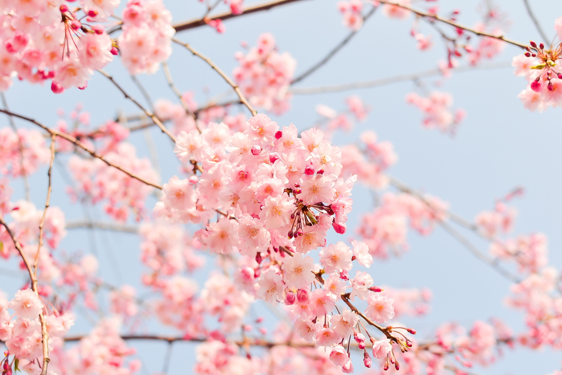 Blooming Pink Cherry Blossoms
